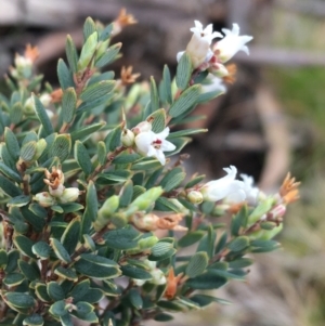 Acrothamnus hookeri at Mount Clear, ACT - 28 Nov 2021