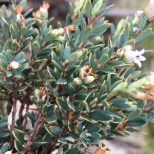 Acrothamnus hookeri at Mount Clear, ACT - 28 Nov 2021 01:45 PM