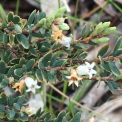 Acrothamnus hookeri at Mount Clear, ACT - 28 Nov 2021