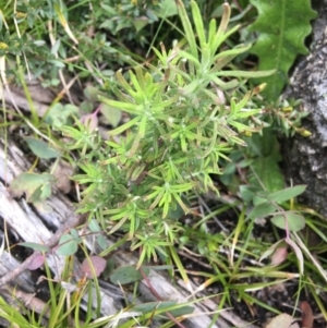 Cassinia aculeata subsp. aculeata at Mount Clear, ACT - 28 Nov 2021