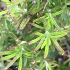 Cassinia aculeata subsp. aculeata at Mount Clear, ACT - 28 Nov 2021