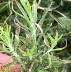 Cassinia aculeata subsp. aculeata at Mount Clear, ACT - 28 Nov 2021