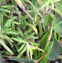 Cassinia aculeata subsp. aculeata at Mount Clear, ACT - 28 Nov 2021 01:56 PM