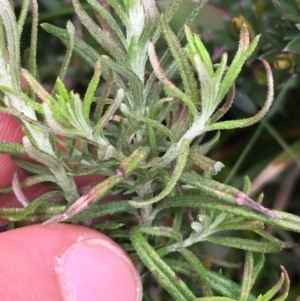 Cassinia aculeata subsp. aculeata at Mount Clear, ACT - 28 Nov 2021