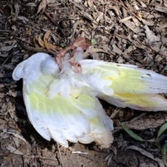 Cacatua galerita (Sulphur-crested Cockatoo) at Molonglo Valley, ACT - 29 Nov 2021 by Kurt