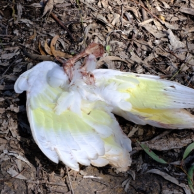 Cacatua galerita (Sulphur-crested Cockatoo) at Molonglo Valley, ACT - 29 Nov 2021 by Kurt