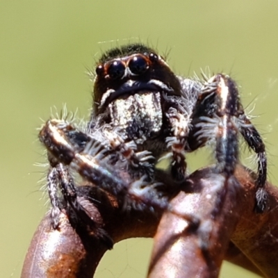 Sandalodes scopifer (White-spotted Sandalodes) at Woodstock Nature Reserve - 29 Nov 2021 by Kurt