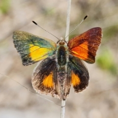 Paralucia aurifera (Bright Copper) at Paddys River, ACT - 29 Nov 2021 by RobG1