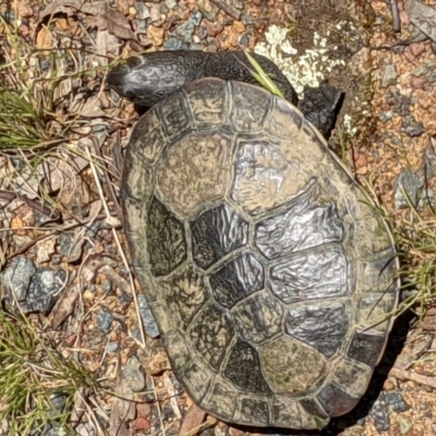 Chelodina longicollis (Eastern Long-necked Turtle) at Hackett, ACT - 29 Nov 2021 by abread111