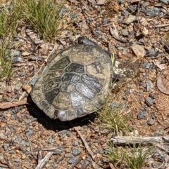 Chelodina longicollis at Hackett, ACT - 29 Nov 2021 11:43 AM