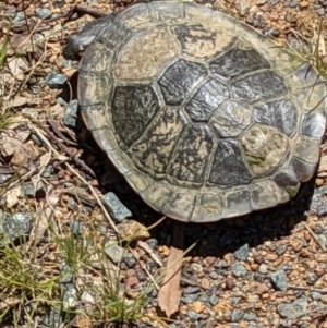 Chelodina longicollis at Hackett, ACT - 29 Nov 2021 11:43 AM