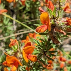 Pultenaea subspicata at Hackett, ACT - 29 Nov 2021 11:49 AM