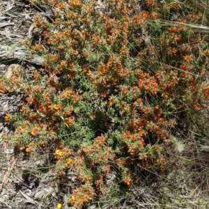 Pultenaea subspicata at Hackett, ACT - 29 Nov 2021