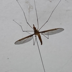 Leptotarsus (Leptotarsus) sp.(genus) (A Crane Fly) at Theodore, ACT - 29 Nov 2021 by Cardy