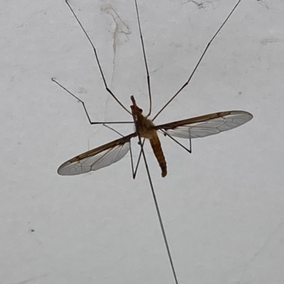 Leptotarsus (Leptotarsus) sp.(genus) (A Crane Fly) at Theodore, ACT - 29 Nov 2021 by Cardy