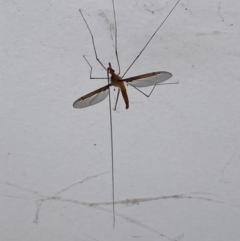 Leptotarsus (Leptotarsus) sp.(genus) at Theodore, ACT - 29 Nov 2021