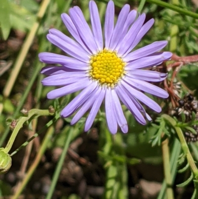 Brachyscome rigidula (Hairy Cut-leaf Daisy) at Hackett, ACT - 29 Nov 2021 by abread111