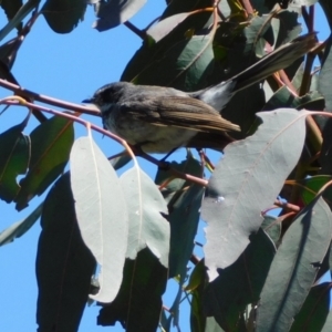 Rhipidura albiscapa at Jerrabomberra, ACT - 29 Nov 2021