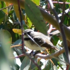 Rhipidura albiscapa at Jerrabomberra, ACT - 29 Nov 2021