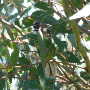 Rhipidura albiscapa at Jerrabomberra, ACT - 29 Nov 2021