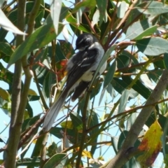 Rhipidura albiscapa at Jerrabomberra, ACT - 29 Nov 2021