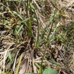 Euchiton japonicus (Creeping Cudweed) at Mount Majura - 29 Nov 2021 by abread111