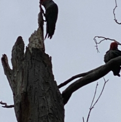 Callocephalon fimbriatum (Gang-gang Cockatoo) at Red Hill to Yarralumla Creek - 28 Nov 2021 by KL