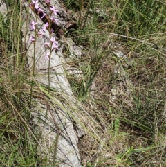 Stylidium graminifolium (Grass Triggerplant) at Mount Majura - 29 Nov 2021 by abread111