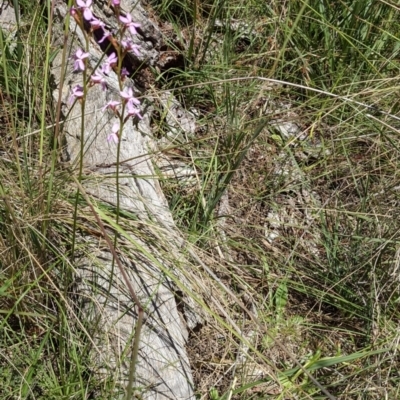 Stylidium graminifolium (grass triggerplant) at Hackett, ACT - 29 Nov 2021 by abread111