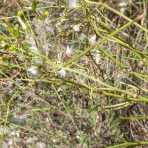 Senecio sp. at Hackett, ACT - 29 Nov 2021