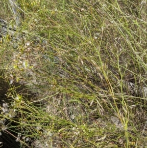 Senecio sp. at Hackett, ACT - 29 Nov 2021