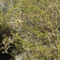 Senecio sp. at Hackett, ACT - 29 Nov 2021