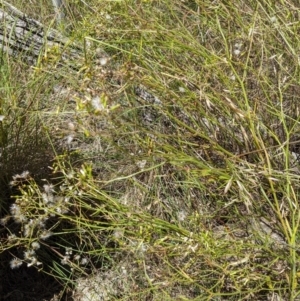 Senecio sp. at Hackett, ACT - 29 Nov 2021