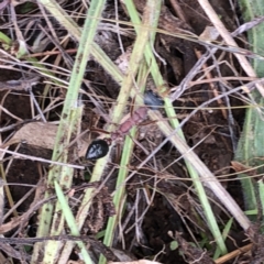 Myrmecia sp. (genus) (Bull ant or Jack Jumper) at Hughes Garran Woodland - 27 Nov 2021 by ruthkerruish