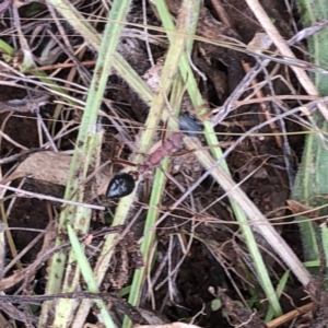 Myrmecia nigriceps at Hughes, ACT - 28 Nov 2021