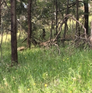 Wallabia bicolor at Red Hill, ACT - 29 Nov 2021