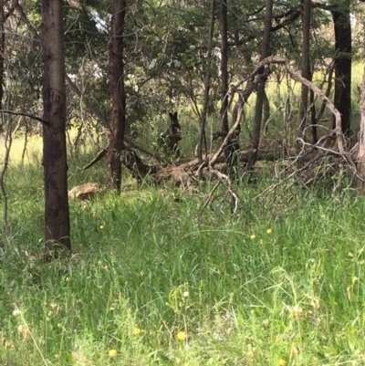 Wallabia bicolor (Swamp Wallaby) at Red Hill Nature Reserve - 29 Nov 2021 by KL