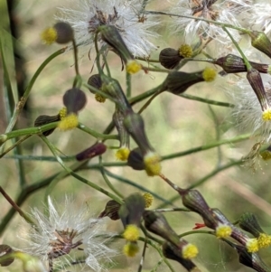 Senecio microbasis at Hackett, ACT - 29 Nov 2021 12:22 PM