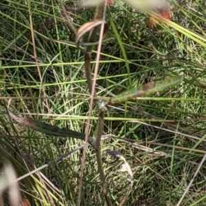 Senecio microbasis at Hackett, ACT - 29 Nov 2021 12:22 PM