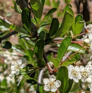 Pyracantha fortuneana at Hackett, ACT - 29 Nov 2021