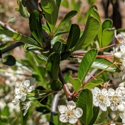 Pyracantha fortuneana (Firethorn) at Hackett, ACT - 29 Nov 2021 by abread111