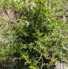 Pyracantha fortuneana at Hackett, ACT - 29 Nov 2021