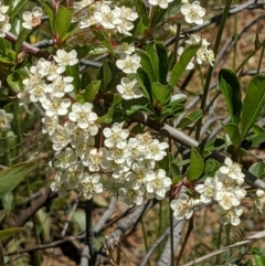 Pyracantha fortuneana at Hackett, ACT - 29 Nov 2021 12:32 PM