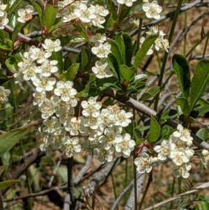 Pyracantha fortuneana at Hackett, ACT - 29 Nov 2021