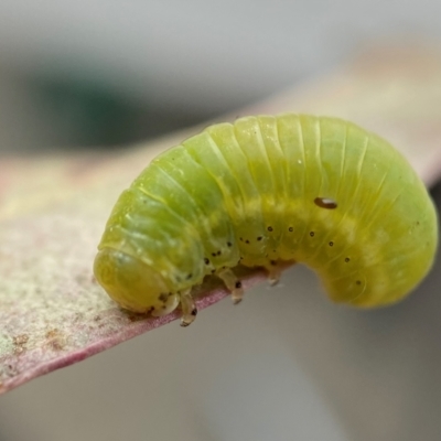 Chrysomelidae sp. (family) (Unidentified Leaf Beetle) at Duffy, ACT - 28 Nov 2021 by AJB