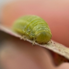 Chrysomelidae sp. (family) at Duffy, ACT - 28 Nov 2021 11:38 AM