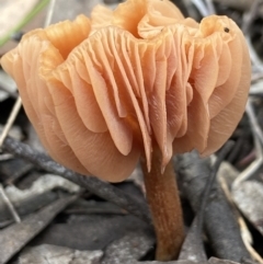 Unidentified Cap on a stem; gills below cap [mushrooms or mushroom-like] at Stromlo, ACT - 27 Nov 2021 by AJB