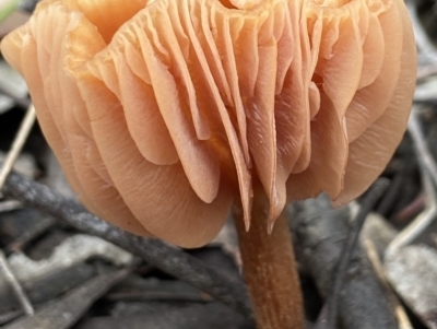 Laccaria sp. (Laccaria) at Stromlo, ACT - 27 Nov 2021 by AJB