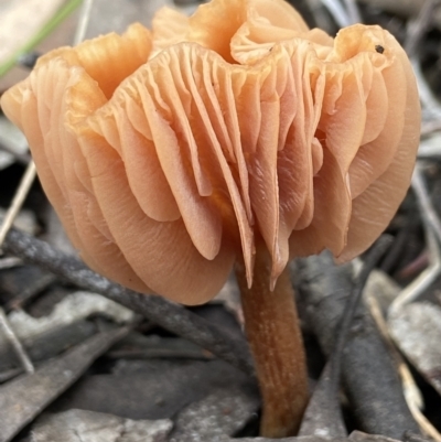 Laccaria sp. at Piney Ridge - 27 Nov 2021 by AJB