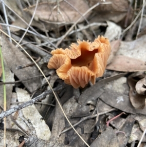 Laccaria sp. at Stromlo, ACT - 28 Nov 2021